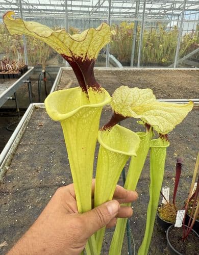 E11 G10 HC226 x S. moorei select