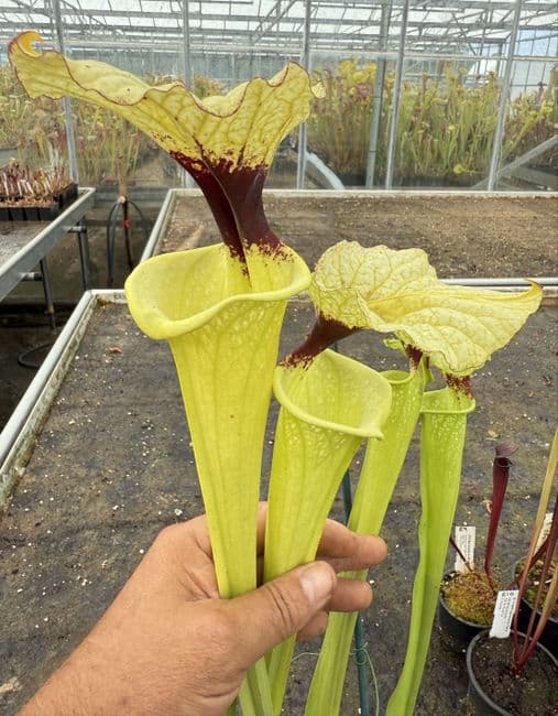 E11 G10 HC226 x S. moorei select