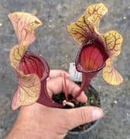 E12 S.cv Asbo x S.cv Peaches