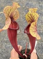 E12 S.cv Asbo x S.cv Peaches