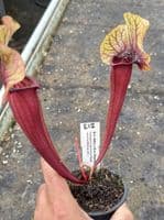 E12 S.cv Asbo x S.cv Peaches