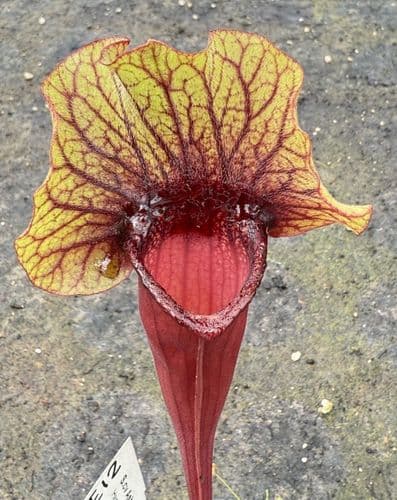 E12 S.cv Asbo x S.cv Peaches