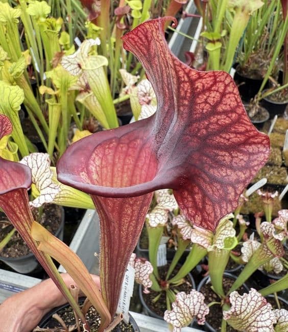 E4 DX7 S. cv Asbo x S. cv Peaches