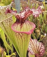 E6 GH06 mitchelliana white x S.x moorei gulf