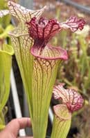 E6 GH06 mitchelliana white x S.x moorei gulf