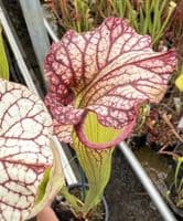 E6 GH06 mitchelliana white x S.x moorei gulf