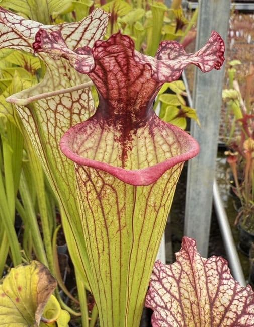 E6 GH06 mitchelliana white x S.x moorei gulf