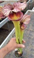 E7 H113 Sarracenia cv Adrian Slack