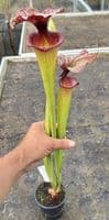 E7 H113 Sarracenia cv Adrian Slack