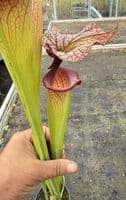 E7 H113 Sarracenia cv Adrian Slack