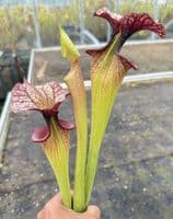 E7 H113 Sarracenia cv Adrian Slack