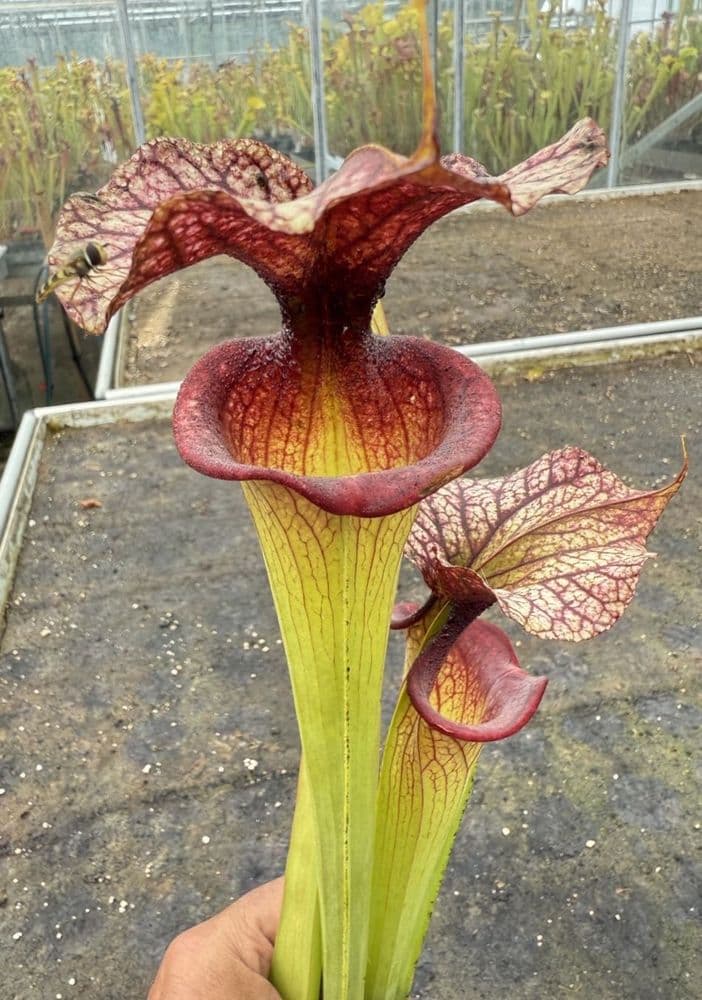 sarcas E7 H113 Sarracenia cv Adrian Slack