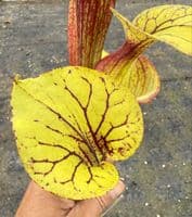 E8 F26 S.flava var ornata