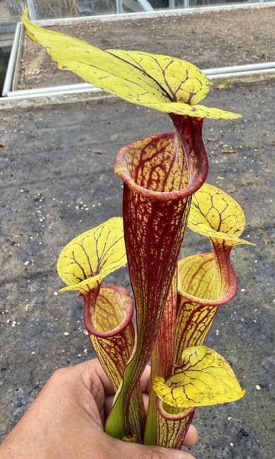 E8 F26 S.flava var ornata