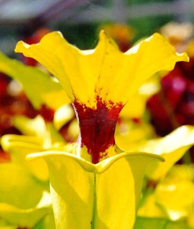 F002 Sarracenia flava var rugelii Blackwater Florida