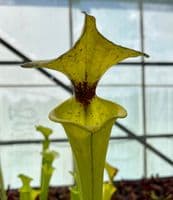 F006 S.flava rugelii large grower