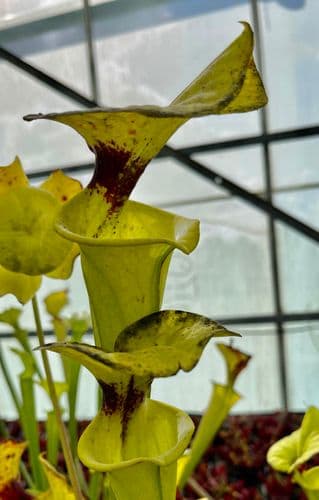 F006 S.flava rugelii large grower