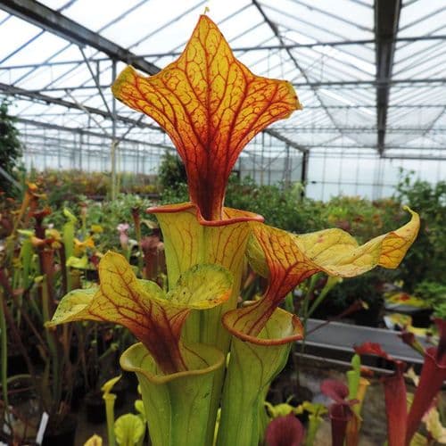 F0195 Sarracenia flava var flava McClenanville South Carolina F0195