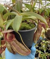 F1 BE4528 Nepenthes spathulata x spectabilis