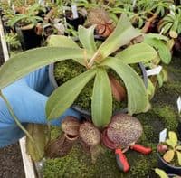 F1 BE4528 Nepenthes spathulata x spectabilis