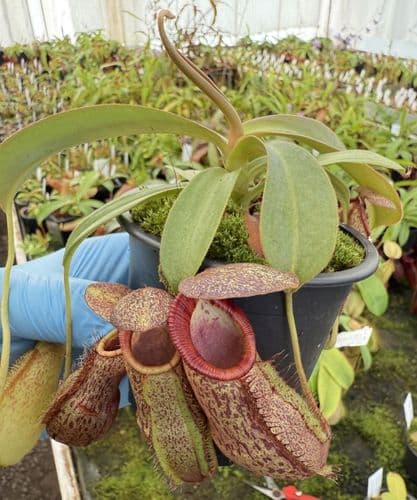 F1 BE4528 Nepenthes spathulata x spectabilis