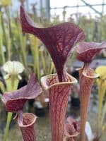 F10 S.flava cuprea