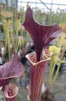 F10 S.flava cuprea