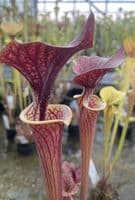 F10 S.flava cuprea