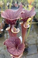 F10 S.flava cuprea