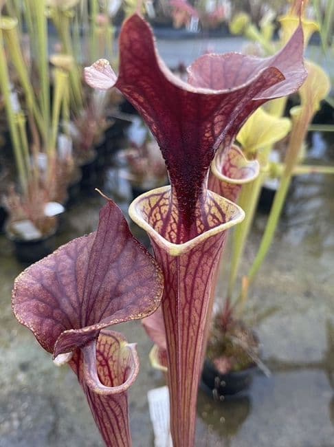 F10 S.flava cuprea