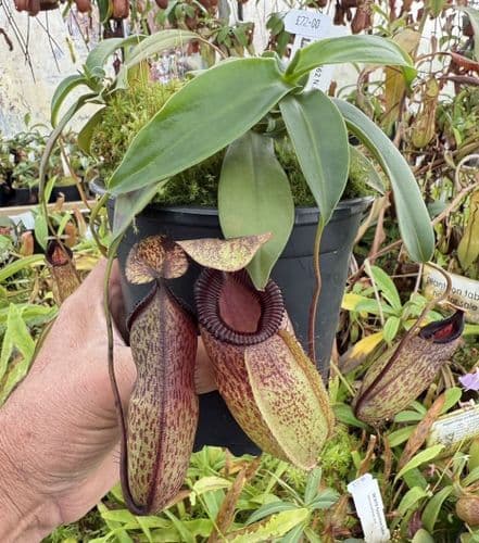 F11 BE3562 N.sibuyanensis x N.hamata