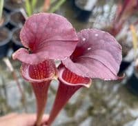 F13D S.flava var cuprea