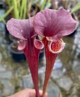 F13D S.flava var cuprea