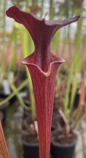 F13D S.flava var cuprea