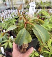 F14 BE3070 Nepenthes fusca