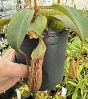 F14 BE3070 Nepenthes fusca