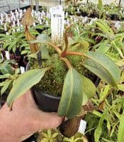 F14 BE3070 Nepenthes fusca