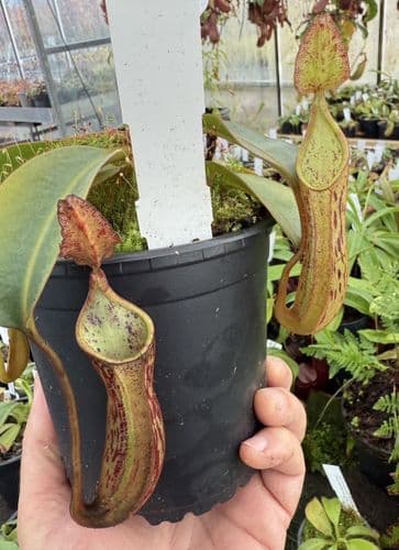 F14 BE3070 Nepenthes fusca