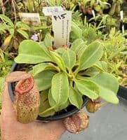 F15 BE4031 Nepenthes ( ventricosa x sibuyanensis ) x robcantleyi