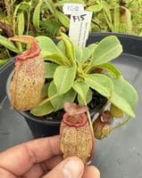 F15 BE4031 Nepenthes ( ventricosa x sibuyanensis ) x robcantleyi