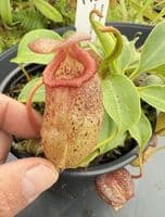 F15 BE4031 Nepenthes ( ventricosa x sibuyanensis ) x robcantleyi