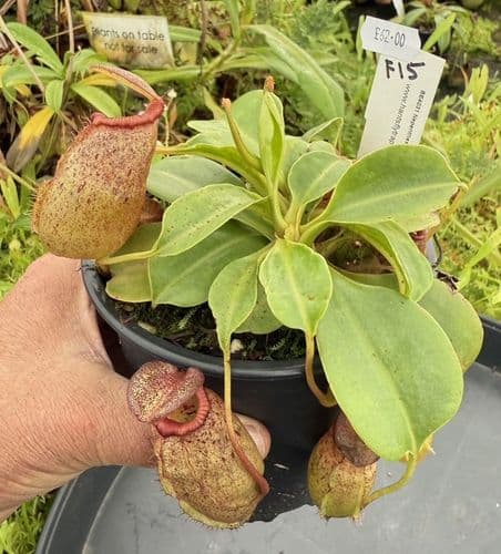 F15 BE4031 Nepenthes ( ventricosa x sibuyanensis ) x robcantleyi