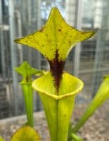 F152 S.flava var rugelii