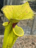 F152 S.flava var rugelii