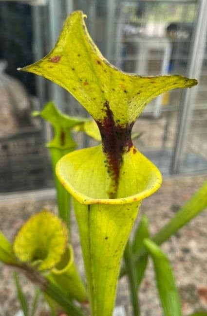 F152 S.flava var rugelii