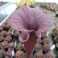 Sarracenia flava var rubricorpra North American Pitcher plant