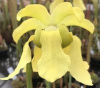 Sarracenia flava var rubricorpra North American Pitcher plant