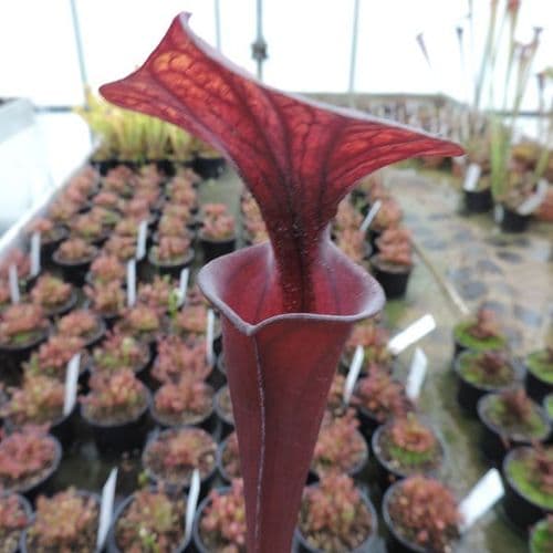 F16 Sarracenia flava var rubricorpra