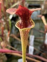 F18D S.flava var atropurpurea