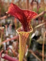 F18D S.flava var atropurpurea